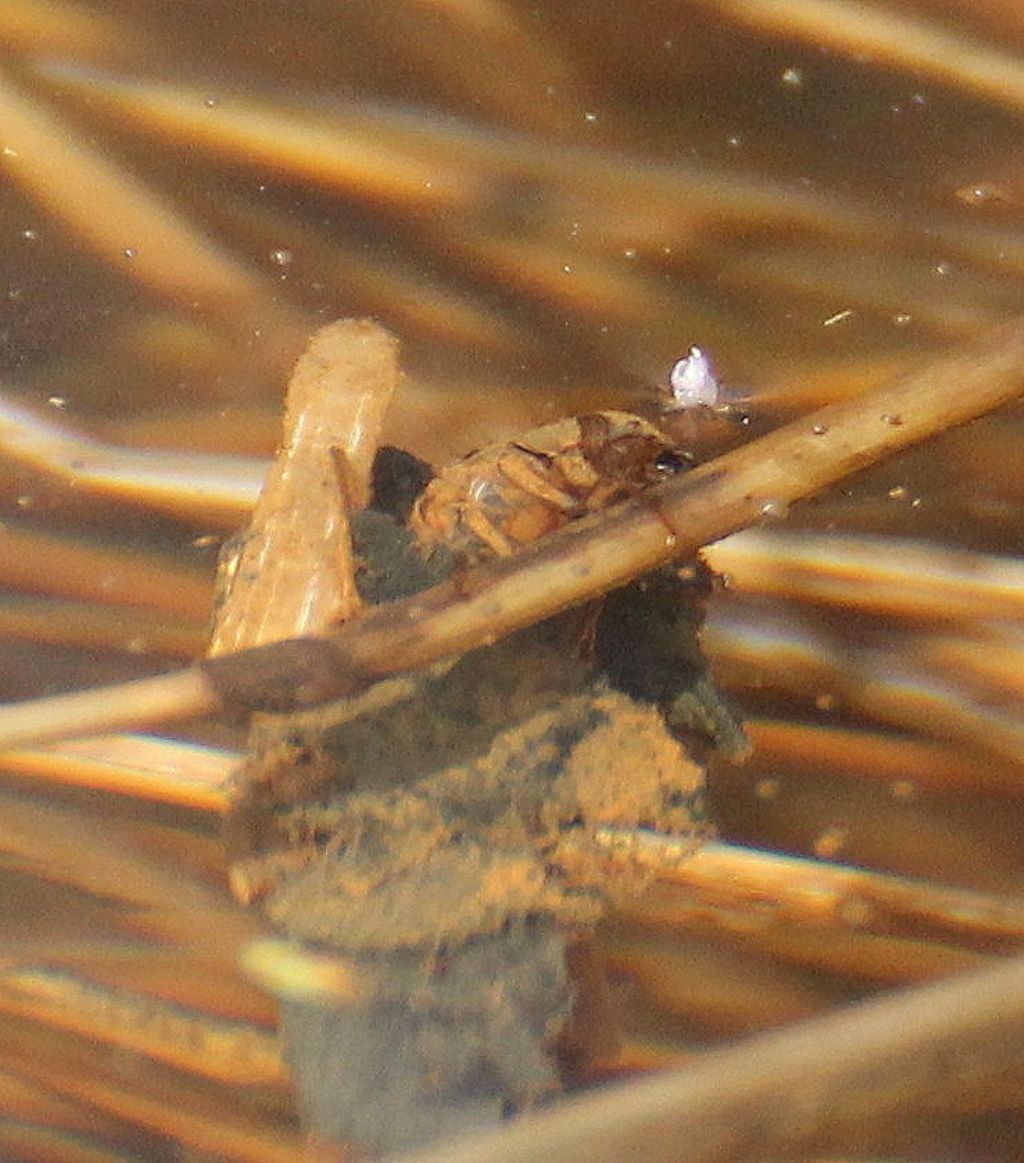 Larve di tricottero Limnephilidae